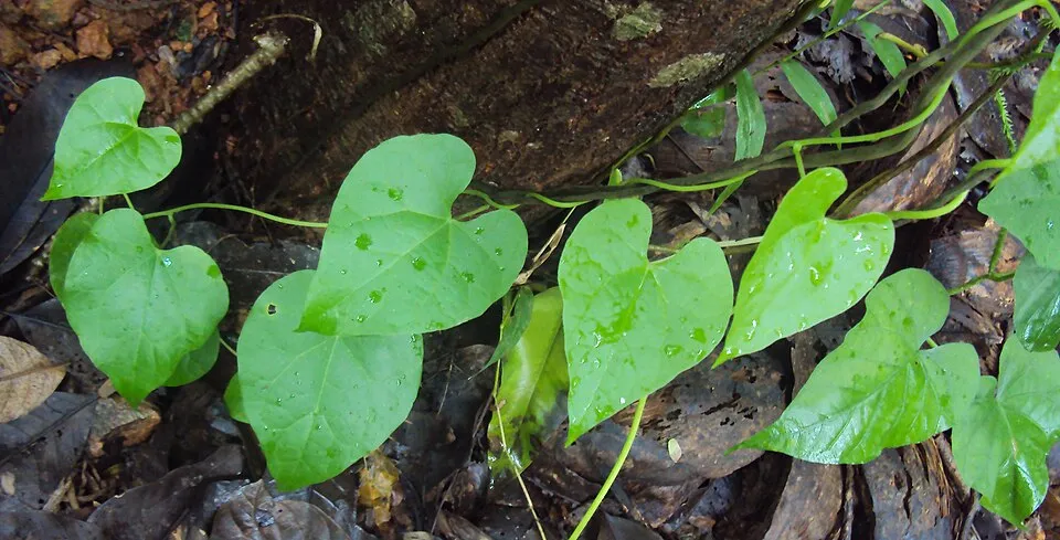Amruta Balli Leaf — botanical anatomy illustration
