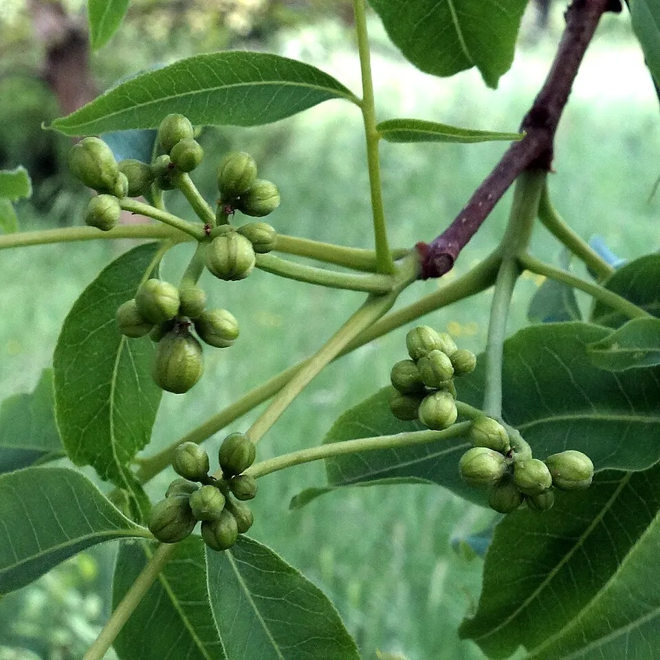 Amur Cork Tree Fruit — botanical anatomy illustration