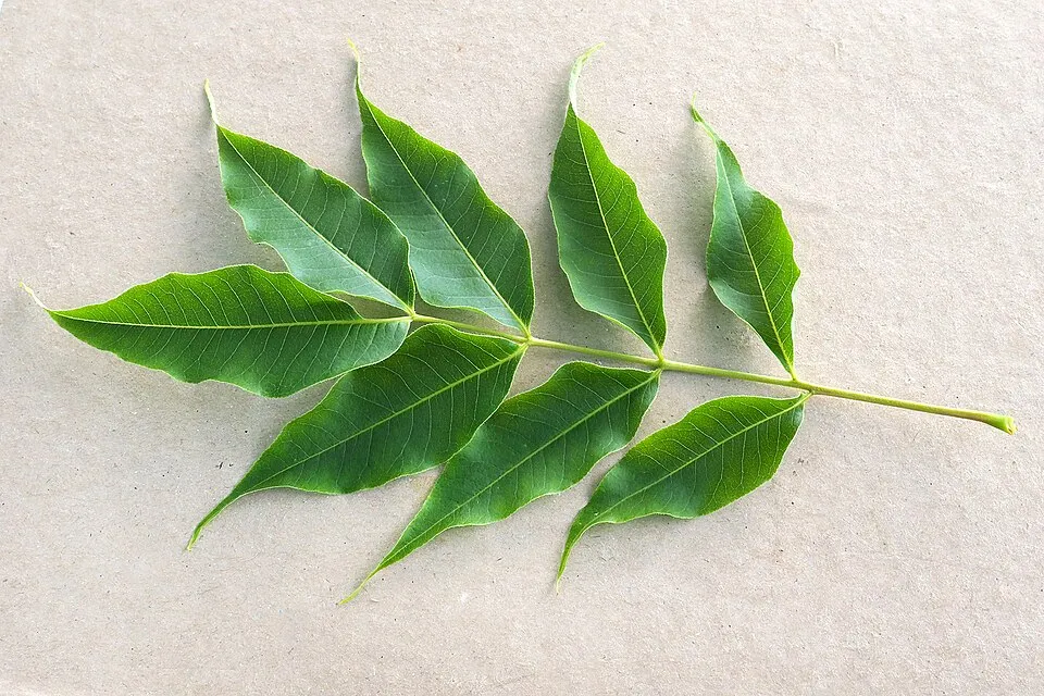 Amur Cork Tree Leaf — botanical anatomy illustration