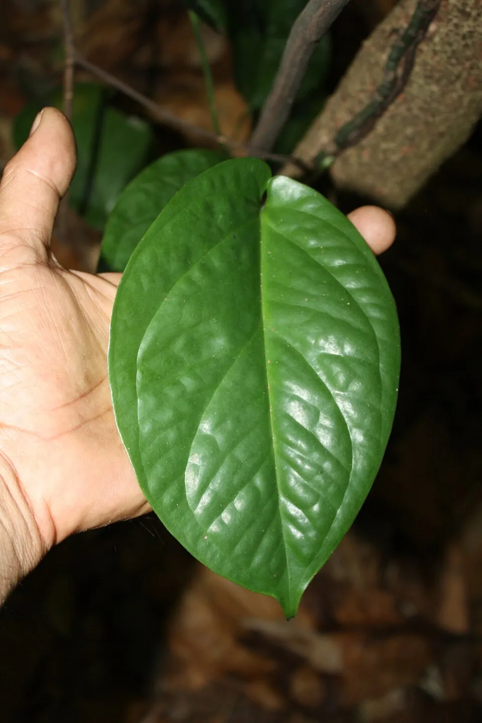 Amydrium Medium Leaf — botanical anatomy illustration
