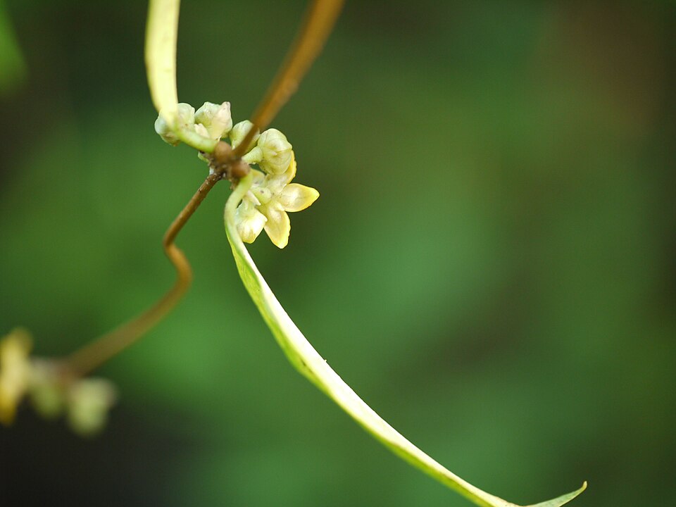Anantmool Flower — botanical anatomy illustration