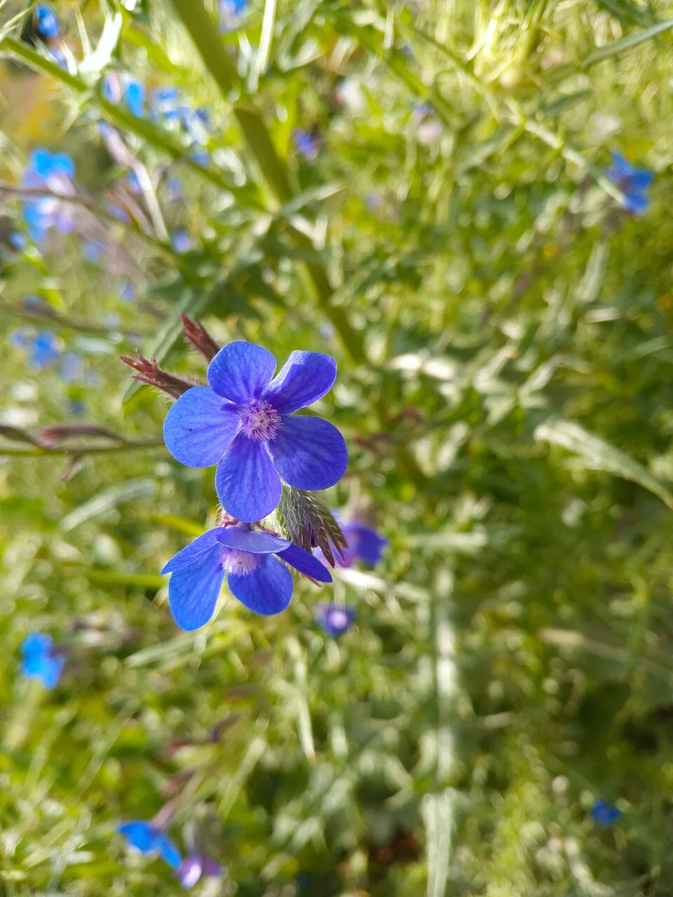 Anchusa Azurea Flower — botanical anatomy illustration