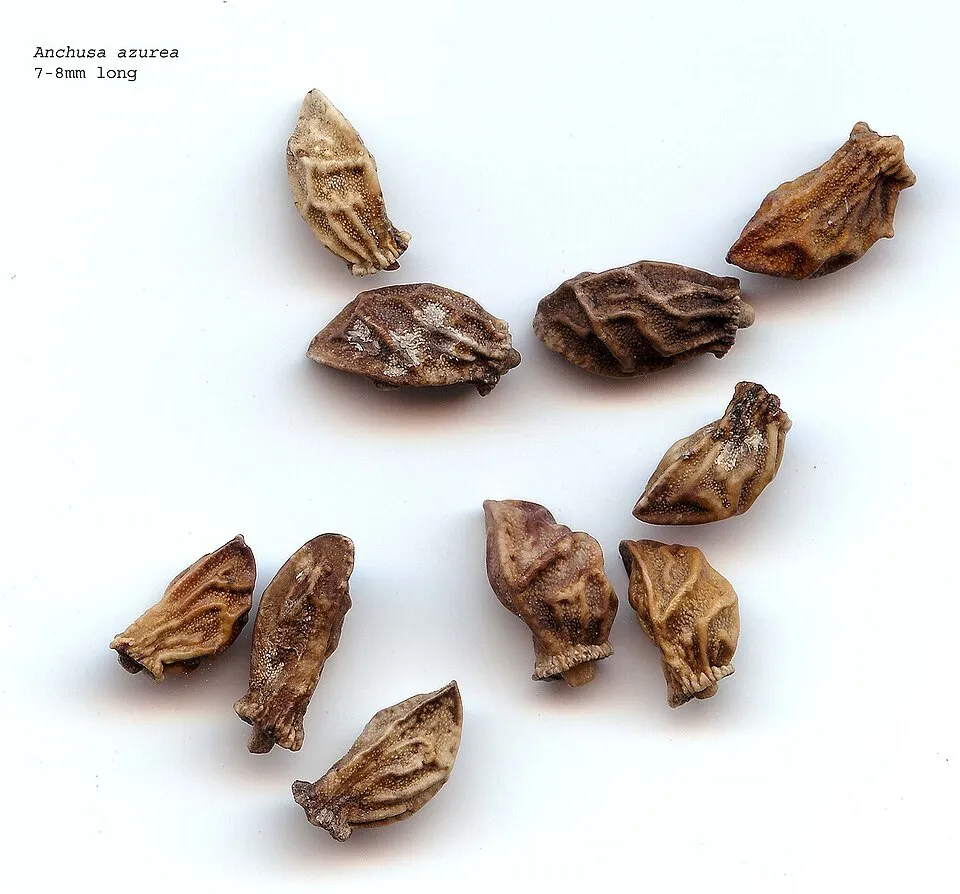 Anchusa Azurea Fruit — botanical anatomy illustration