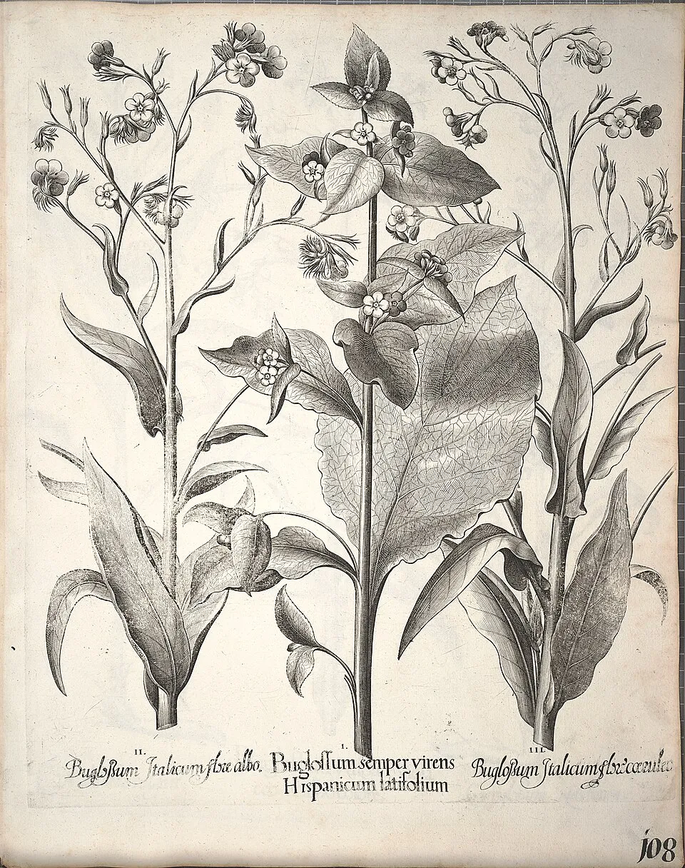 Anchusa Azurea Leaf — botanical anatomy illustration