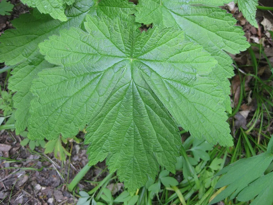 Anemone Japonica Leaf — botanical anatomy illustration