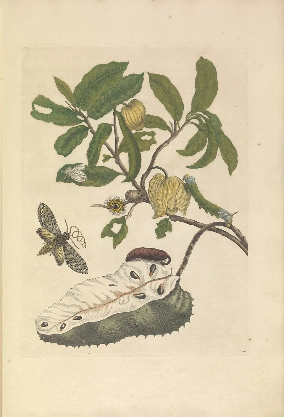 Soursop Flower — botanical anatomy illustration