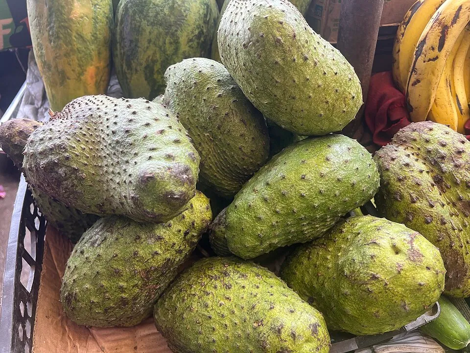 Soursop Fruit — botanical anatomy illustration