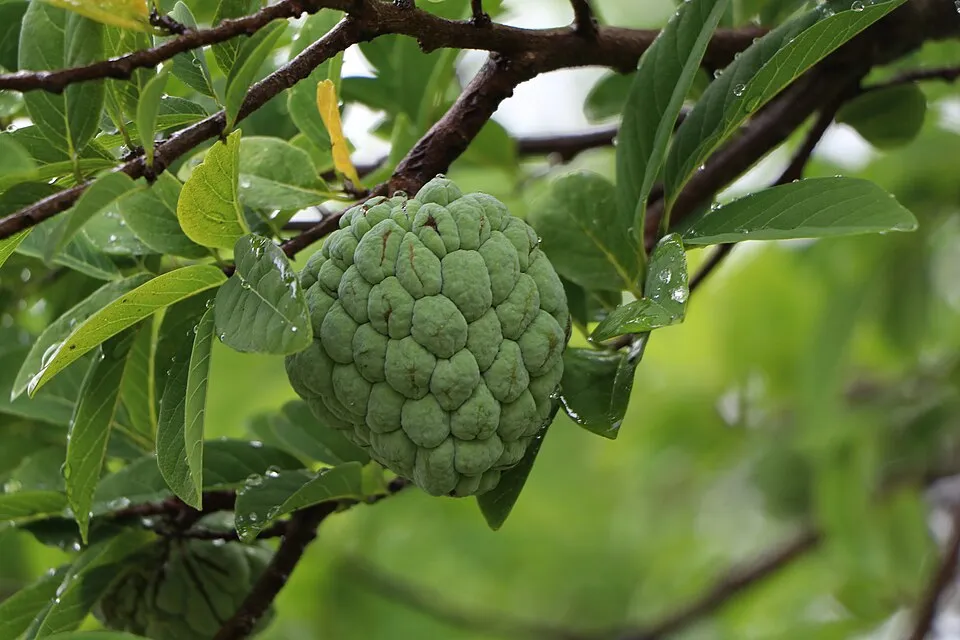 Annona Squamosa Fruit — botanical anatomy illustration