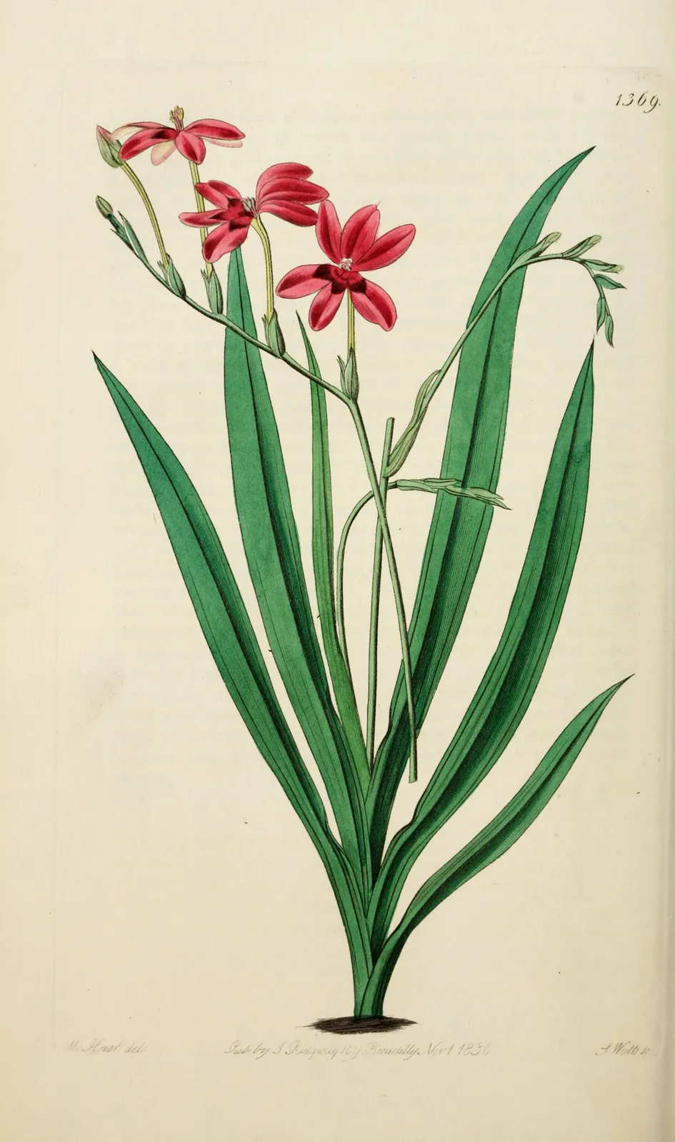Anomatheca Laxa Flower — botanical anatomy illustration