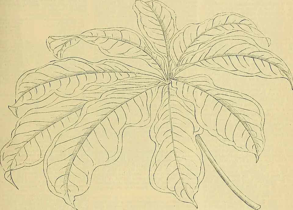 Anthurium Radicans Leaf — botanical anatomy illustration