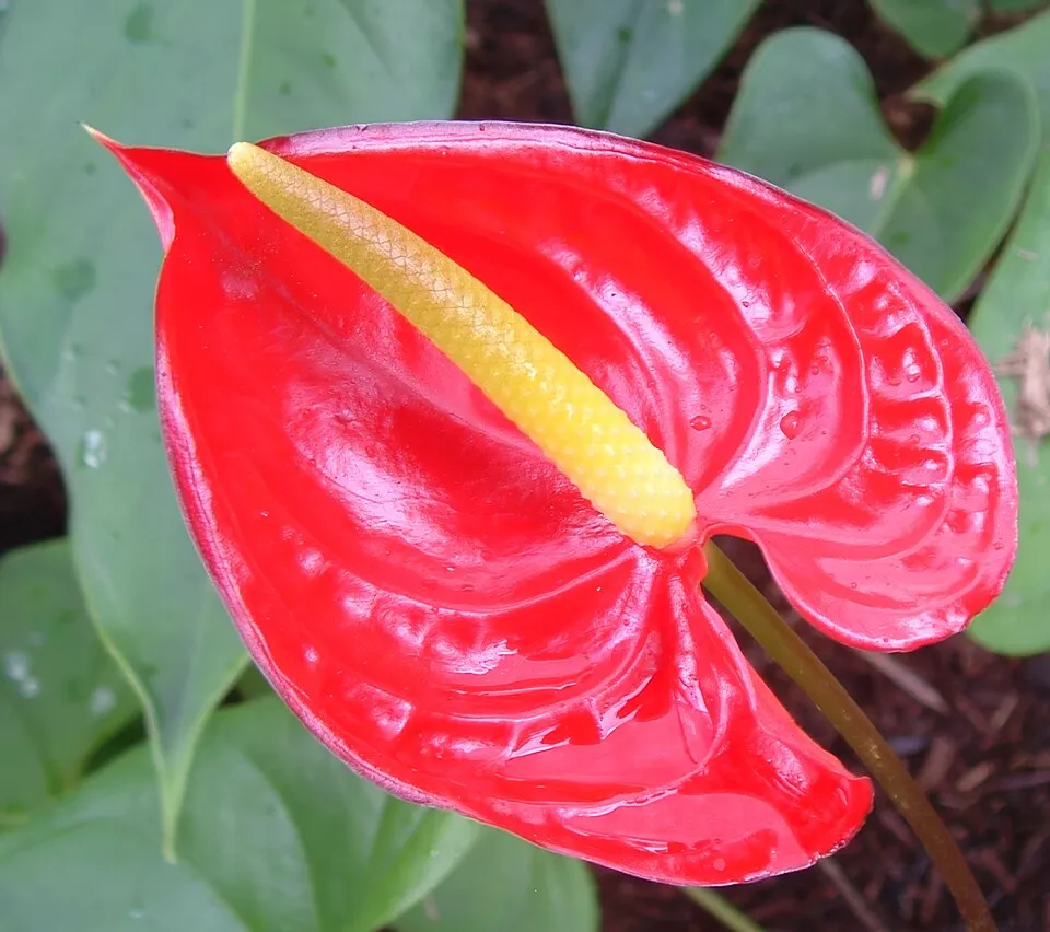 Anthurium Flower — botanical anatomy illustration