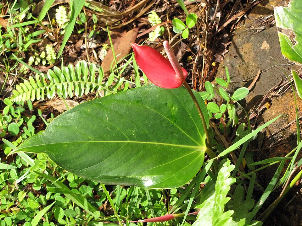 Anthurium Leaf — botanical anatomy illustration