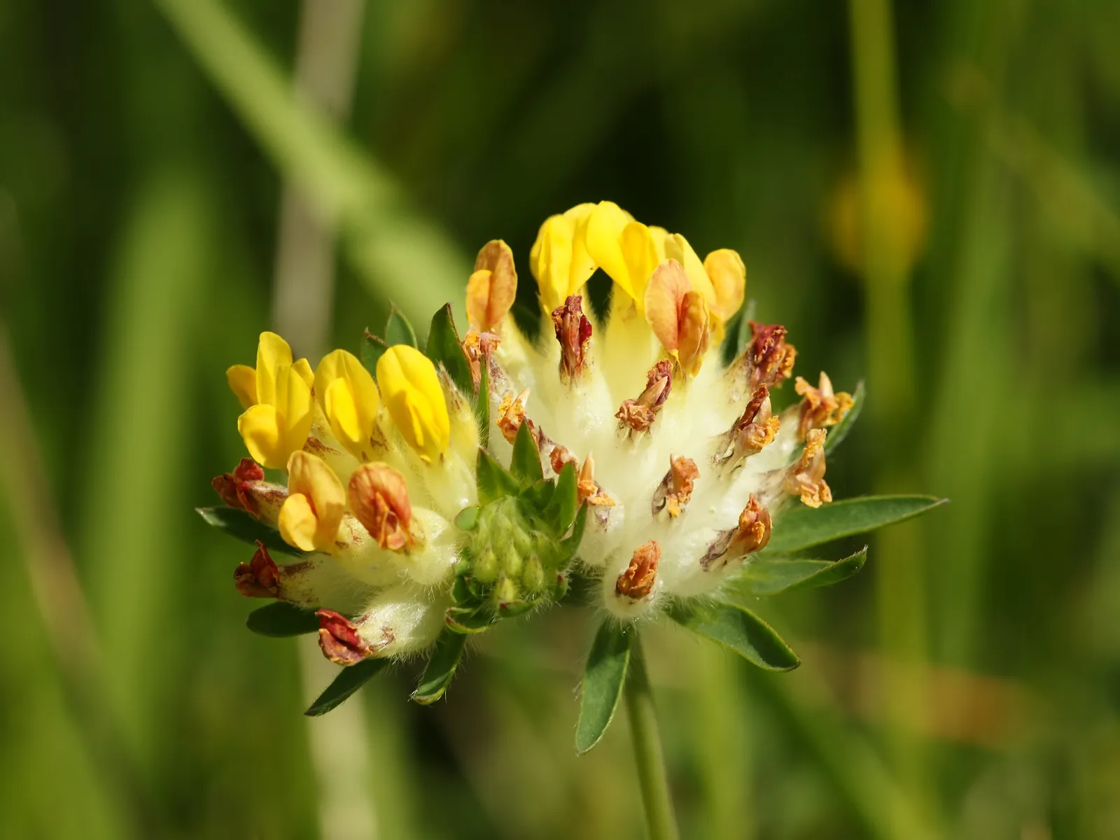 Anthyllis Vulneraria Flower — botanical anatomy illustration