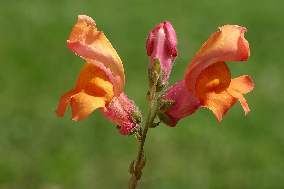 Antirrhinum Majus Flower — botanical anatomy illustration