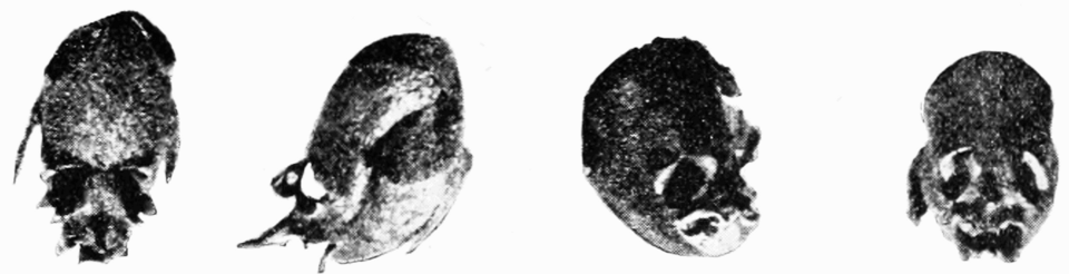 Antirrhinum Majus Fruit — botanical anatomy illustration