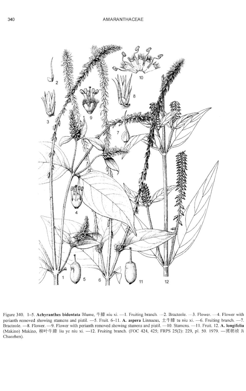 Apamarga — Fruit