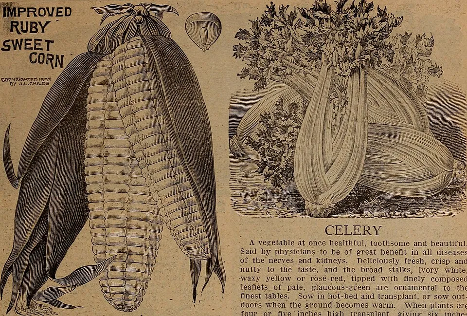 Celery Flower — botanical anatomy illustration