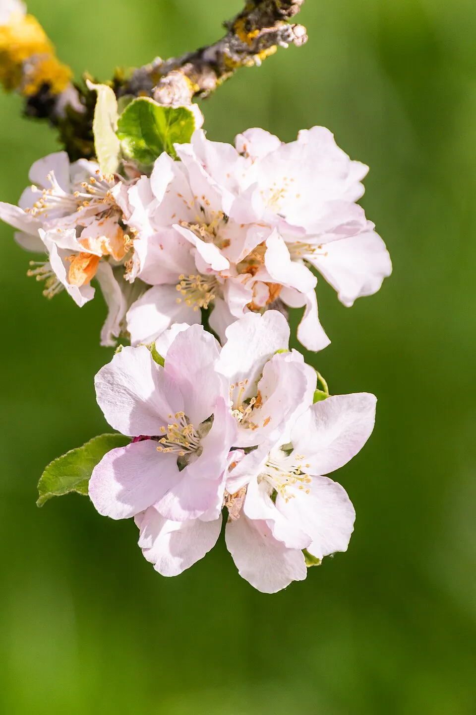 Apple Tree Flower — botanical anatomy illustration