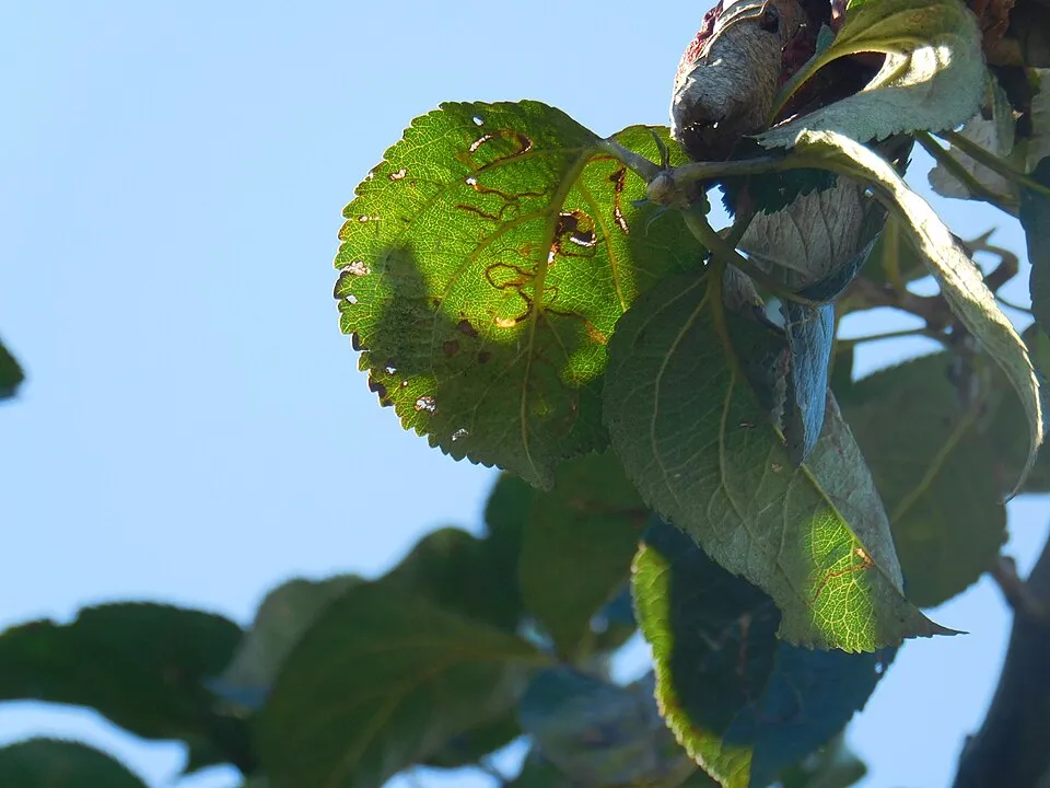 Apple Tree Leaf — botanical anatomy illustration