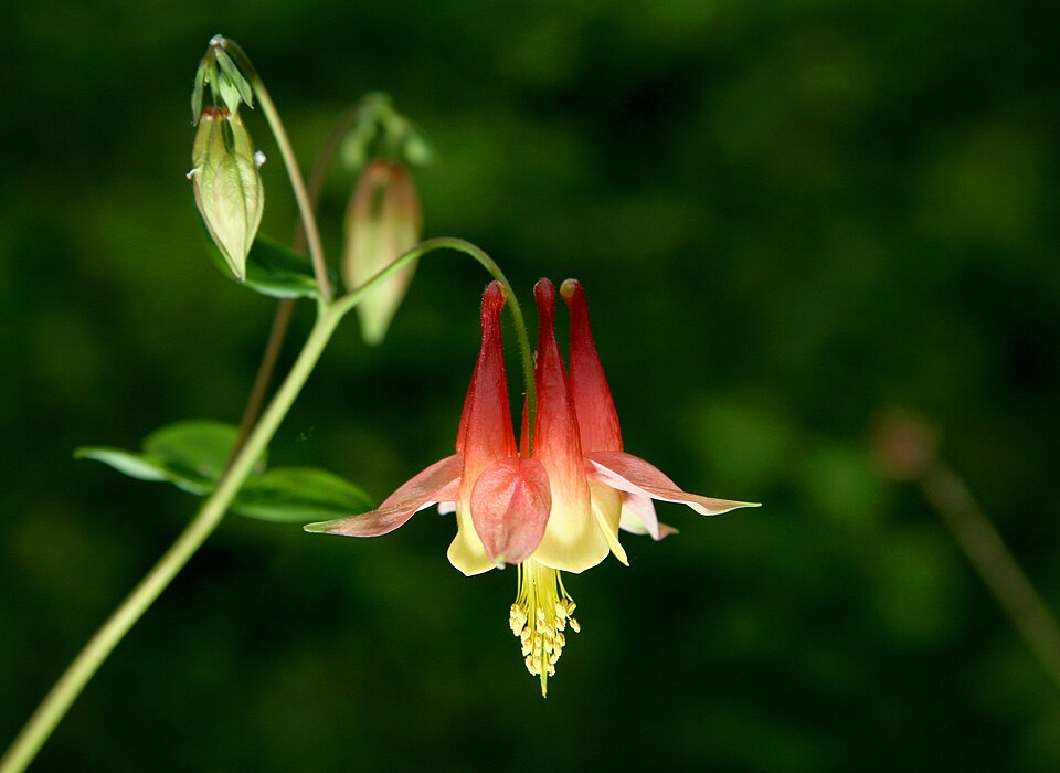 Aquilegia Canadensis Flower — botanical anatomy illustration