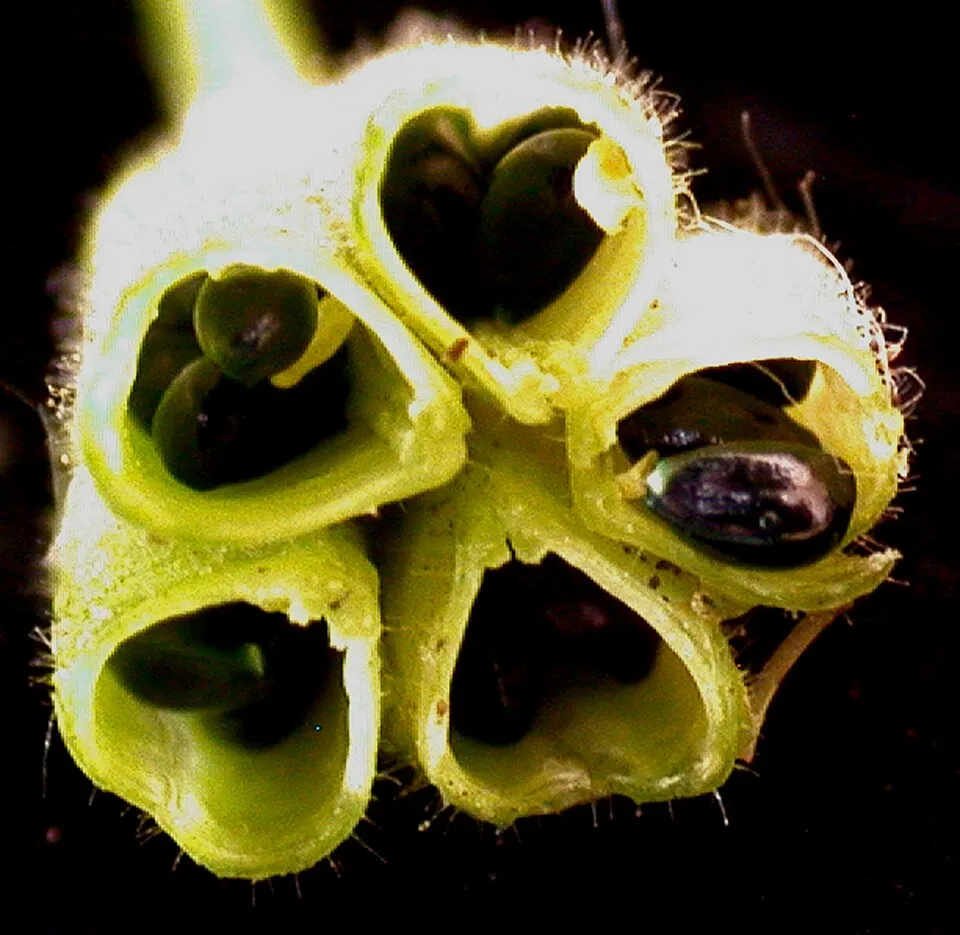 Aquilegia Canadensis Fruit — botanical anatomy illustration