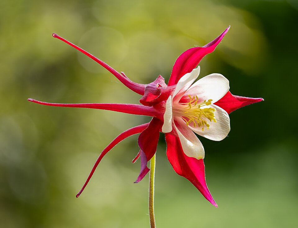 Aquilegia Flower — botanical anatomy illustration