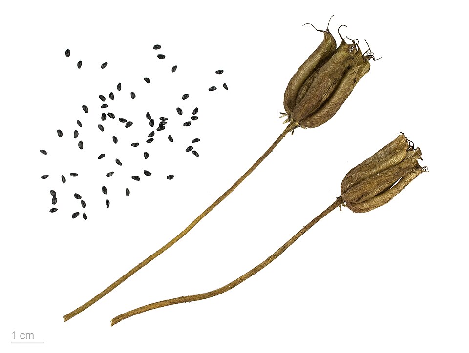 Aquilegia Fruit — botanical anatomy illustration
