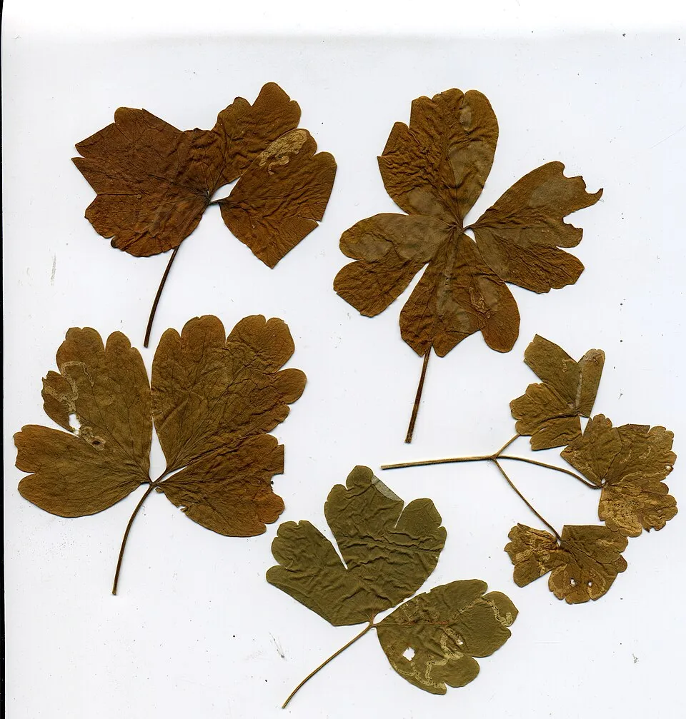 Aquilegia Leaf — botanical anatomy illustration