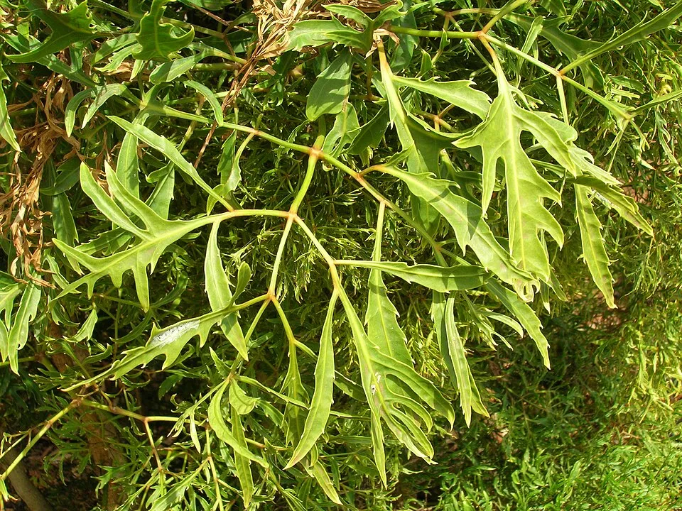 Aralia Ming Leaf — botanical anatomy illustration