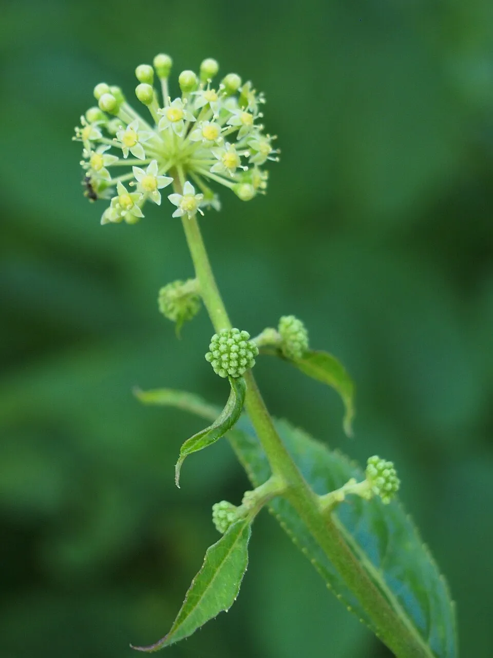 American Spikenard Flower — botanical anatomy illustration