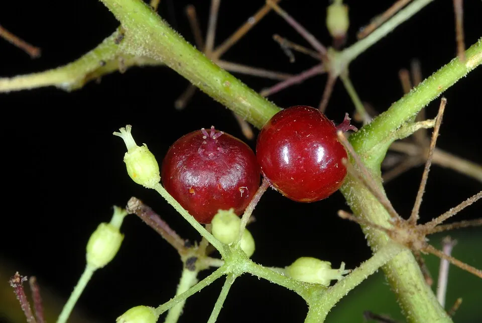 American Spikenard Fruit — botanical anatomy illustration