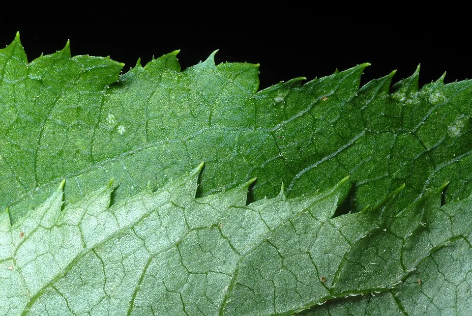 American Spikenard Leaf — botanical anatomy illustration