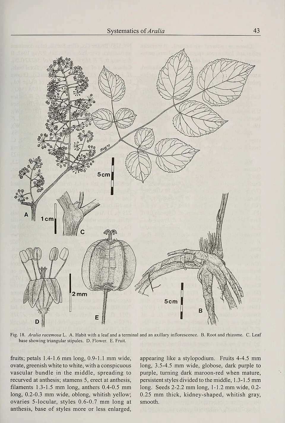 American Spikenard Root System — botanical anatomy illustration