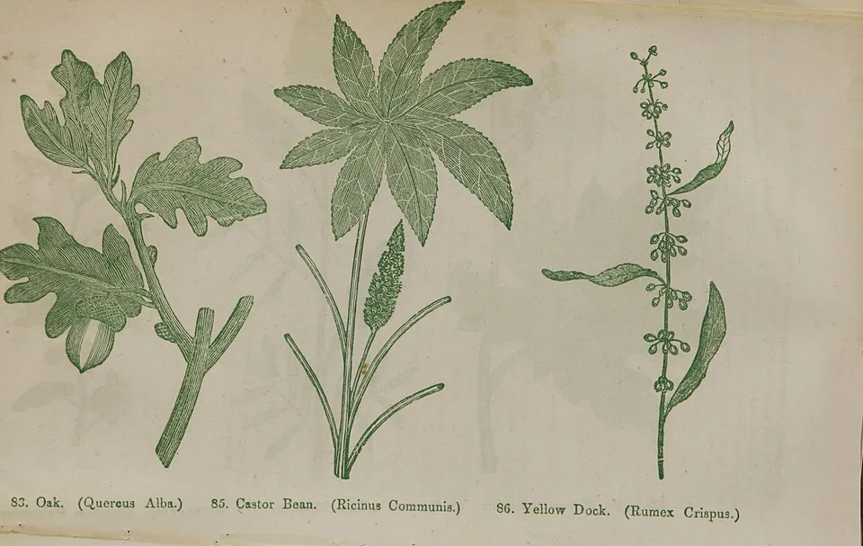 Arandi Oil Root System — botanical anatomy illustration