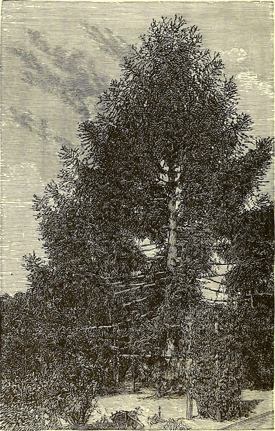 Araucaria Indoor Flower — botanical anatomy illustration