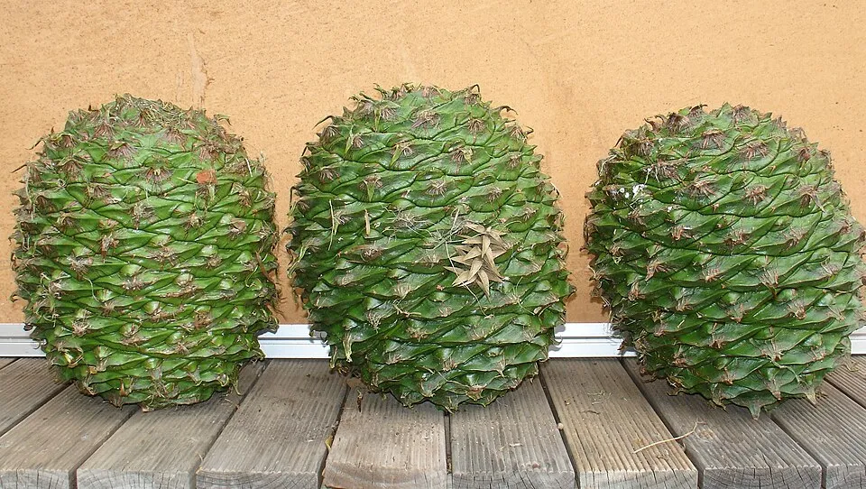 Araucaria Indoor Fruit — botanical anatomy illustration