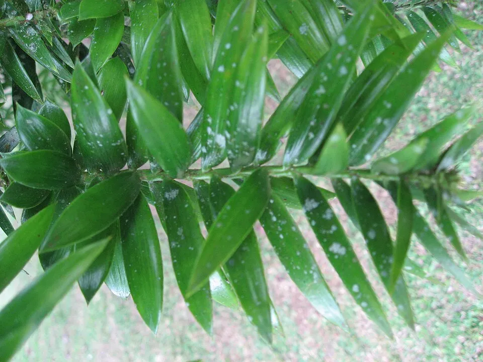 Araucaria Indoor Leaf — botanical anatomy illustration