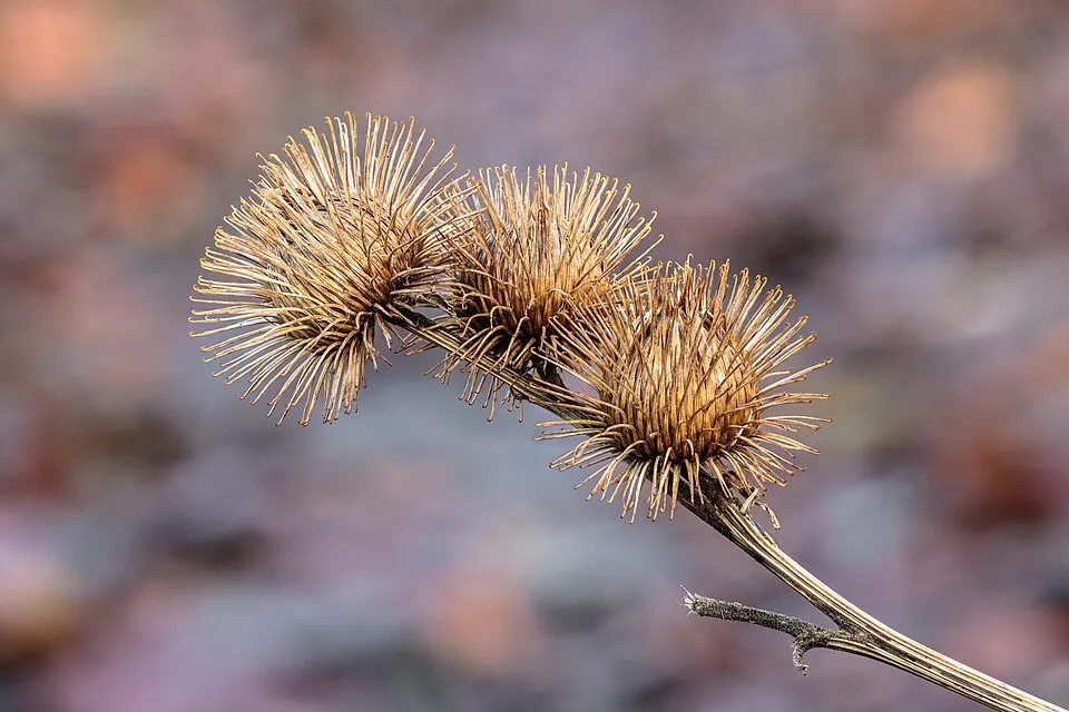 Burdock Flower — botanical anatomy illustration