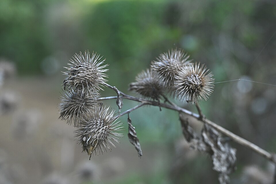 Burdock Fruit — botanical anatomy illustration