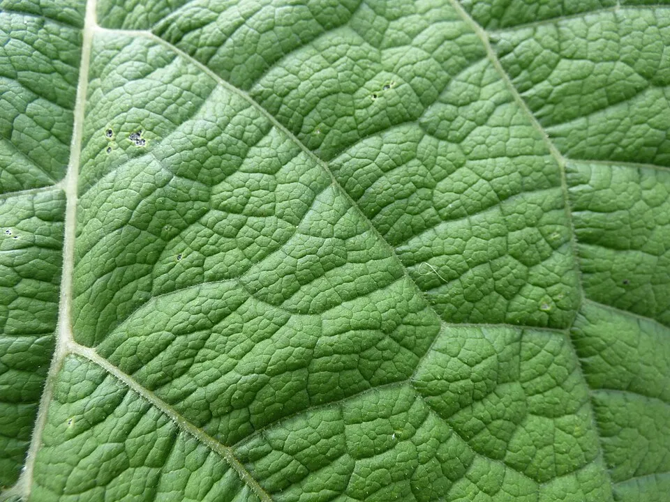Burdock Leaf — botanical anatomy illustration