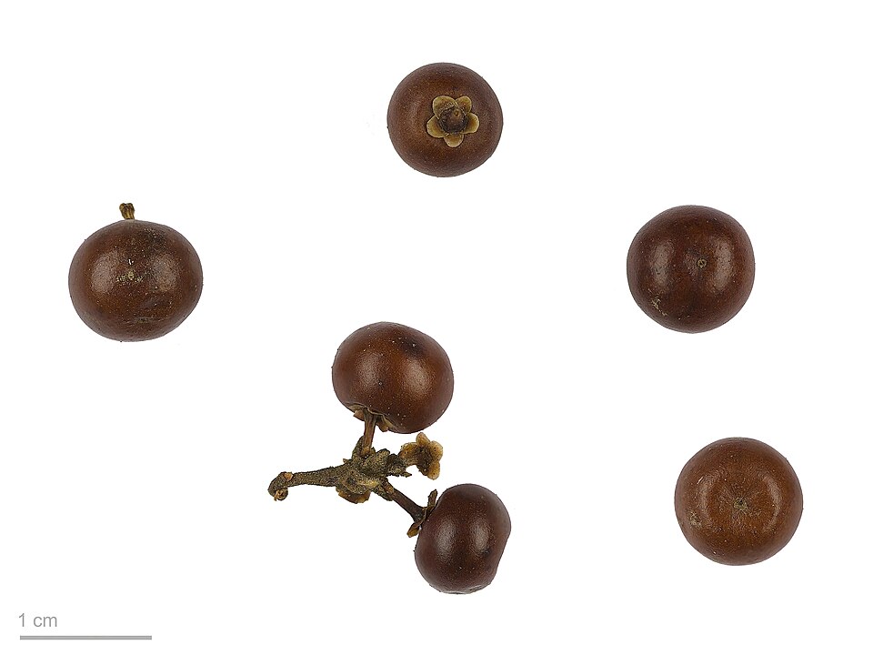 Arctostaphylos uva-ursi Fruit — botanical anatomy illustration
