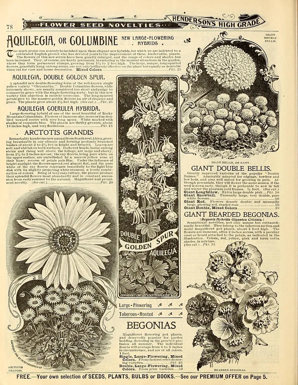 Arctotis Flower — botanical anatomy illustration