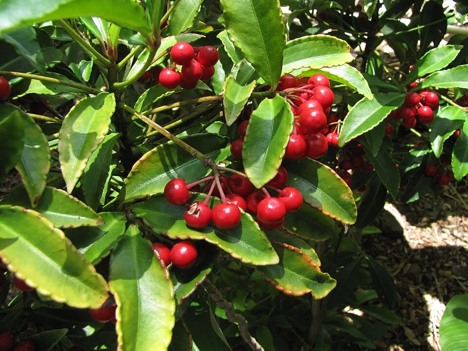 Ardisia Crenata Fruit — botanical anatomy illustration