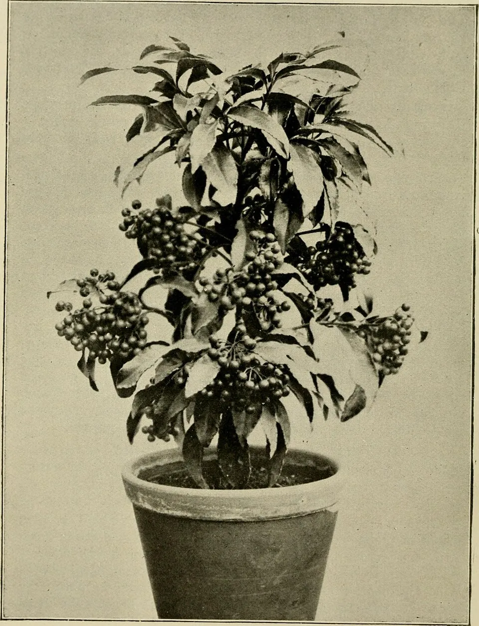 Ardisia Crenata Root System — botanical anatomy illustration