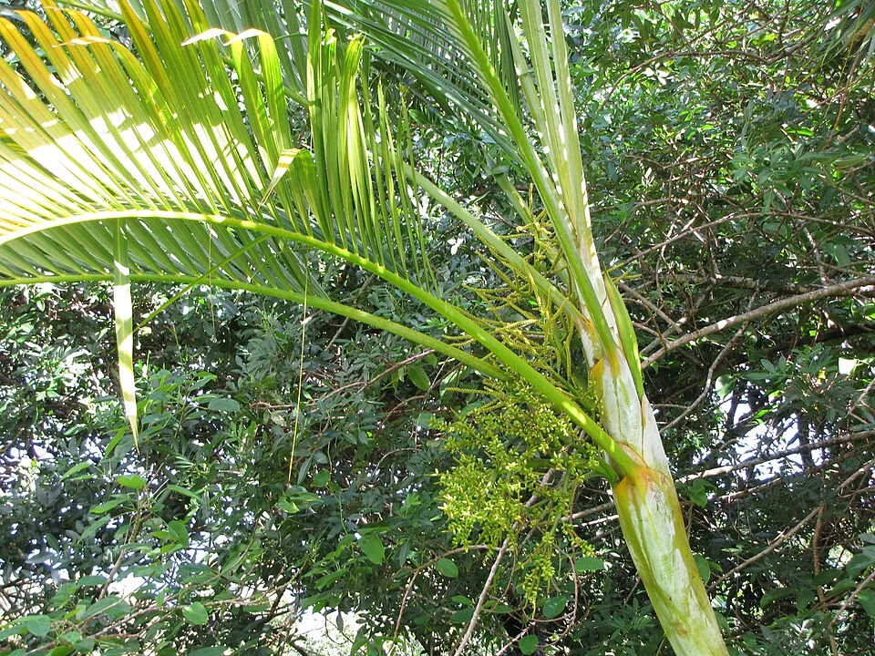 Areca Palm Flower — botanical anatomy illustration