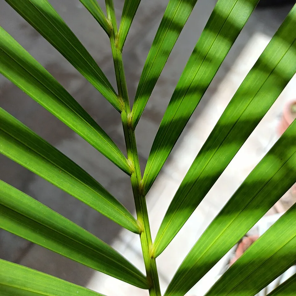 Areca Palm Leaf — botanical anatomy illustration