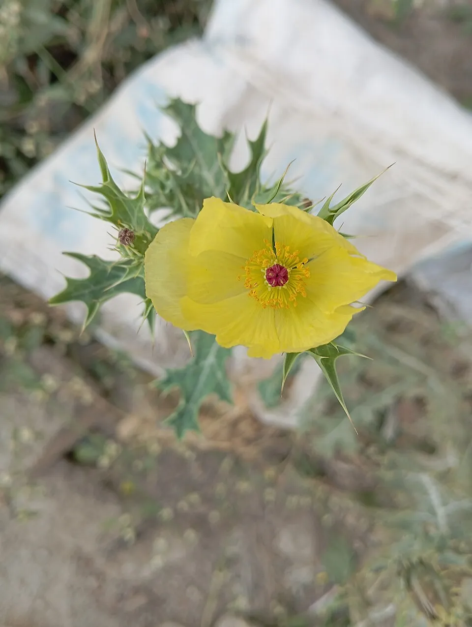 Mexican Poppy Flower — botanical anatomy illustration