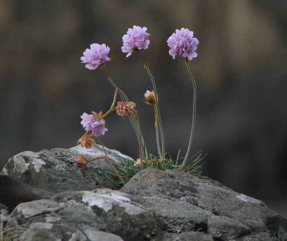 Armeria Flower — botanical anatomy illustration
