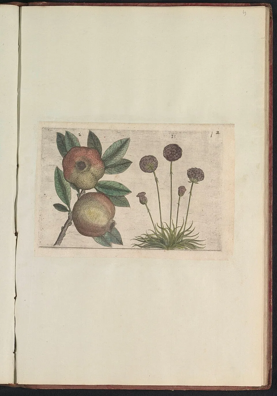 Armeria Fruit — botanical anatomy illustration