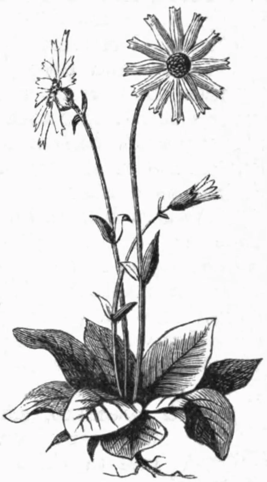 Arnica Root System — botanical anatomy illustration